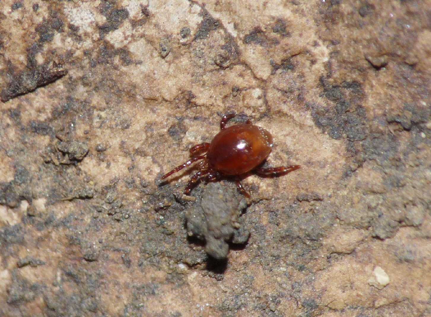 Formiche (Myrmica sp.) parassitate da acari